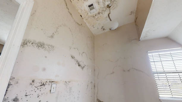 Mold Removal for HVAC Installations in Batesville, IN