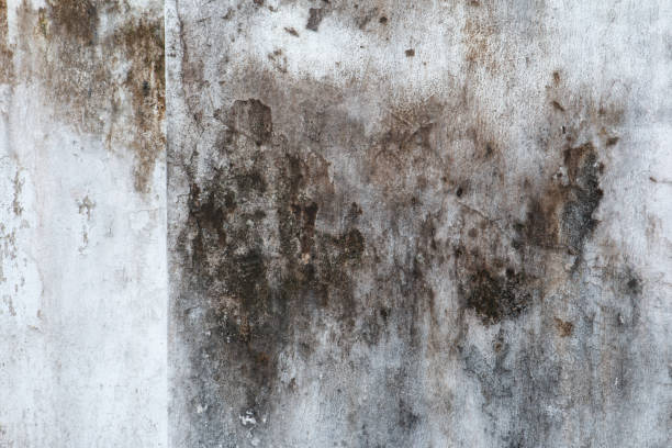 Best Mold Prevention Services  in Batesville, IN