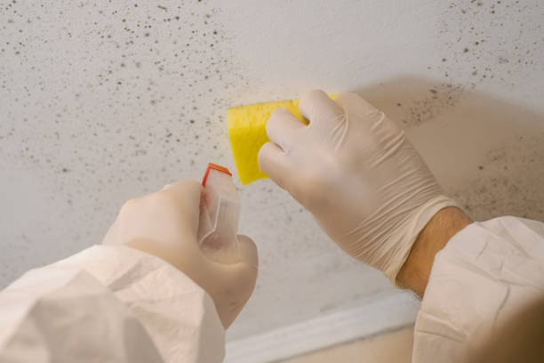 Best Emergency Mold Remediation  in Batesville, IN