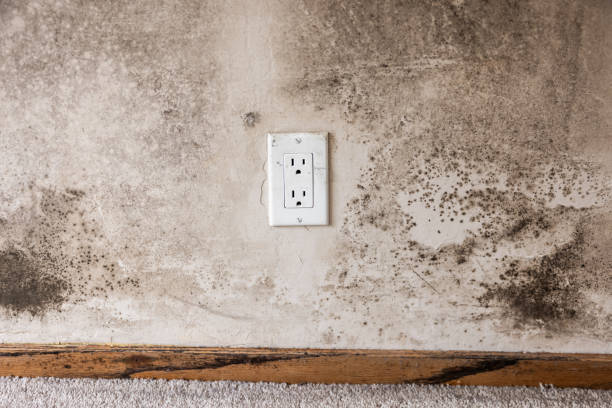 Best Basement Mold Removal  in Batesville, IN