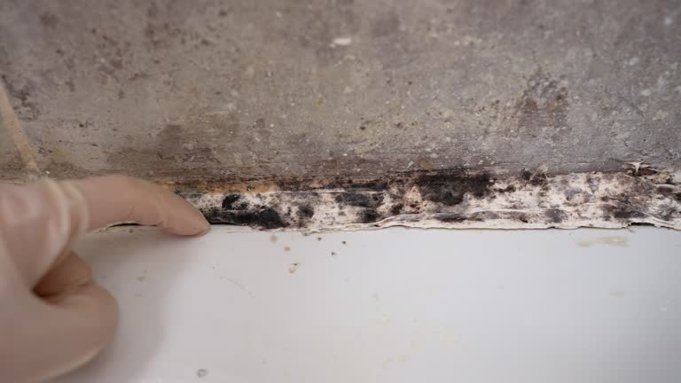 Best Real Estate Mold Inspection  in Batesville, IN